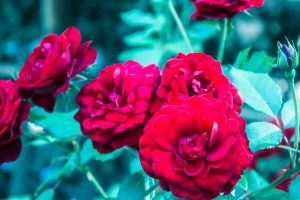 Photo Red roses